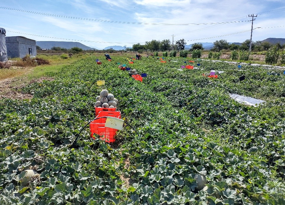Acolchados plásticos y nanopartículas de quitosano: aliados para cosechas más productivas y frutos de mejor calidad.